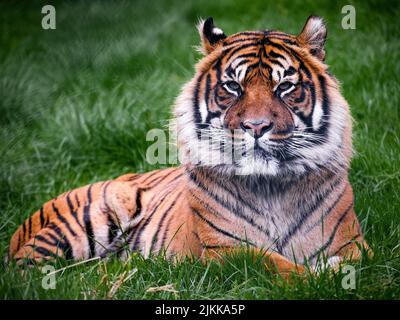 Ein Sumatratiger, der im Gras ruht Stockfoto