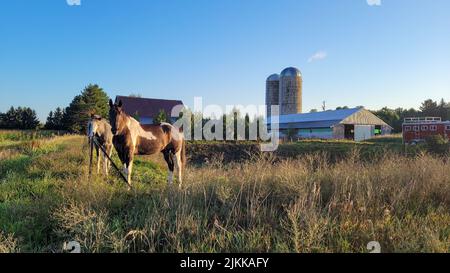 Das Paint Quarter Horse und Tennessee Walking Horse auf einer Farm in Leelanau County, Michigan Stockfoto