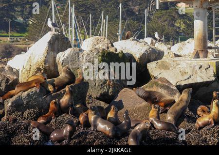 Viele Robben auf riesigen Steinen in Monterey Bay California mit Bäumen im Hintergrund Stockfoto