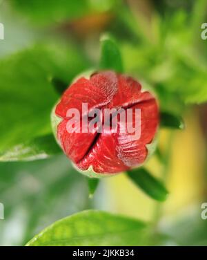 Eine Draufsicht auf die blühende dunkelrote Hibiskusblüte mit geschlossenen Blütenblättern im verschwommenen Hintergrund Stockfoto