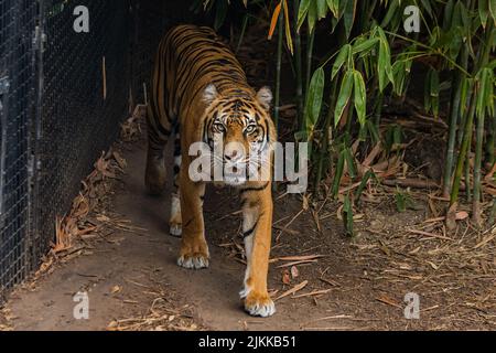 Ein wilder und hungriger Tiger, der im Zoo von Melbourne unterwegs ist Stockfoto