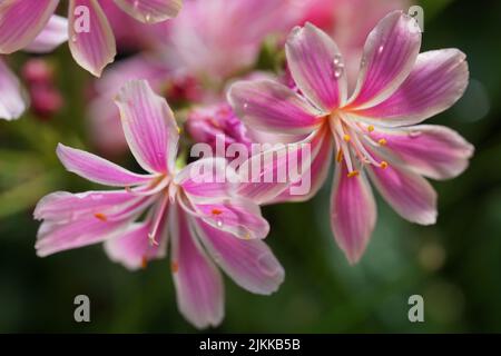 Eine Nahaufnahme von rosa Siskiyou lewisia Blumen auf einem verschwommenen Hintergrund Stockfoto