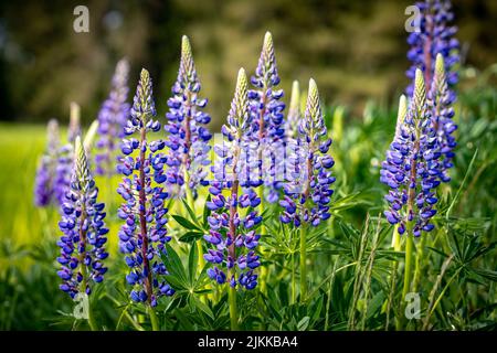 Lupinus, Lupin Lupin Feld mit rosa lila und blaue Blüten. Bündel von lupinen Sommer Blume Hintergrund Stockfoto