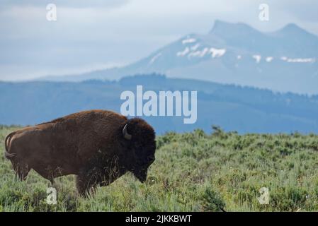 Das Bison in Yellowstone, Lamar Valley Stockfoto