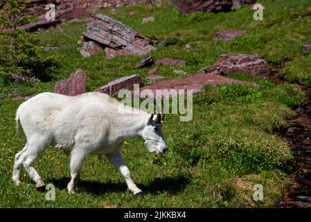 Die felsige Bergziege im Glacier National Park Stockfoto