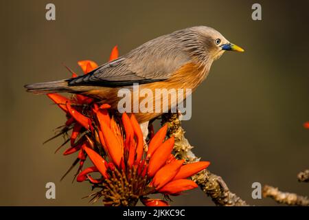 Eine selektive Fokusaufnahme eines kastanienschwanz-Sternvogels, der auf einem blühenden Baum thront Stockfoto