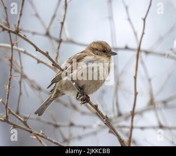 Eine selektive Fokusaufnahme eines eurasischen Baumsperling-Vogels, der auf einem Baumzweig thront Stockfoto