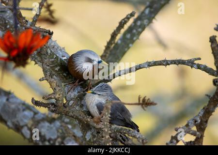 Eine selektive Fokusaufnahme von zwei kastanienschwanzigen Sternvögeln, die auf einem blühenden Baum thronen Stockfoto