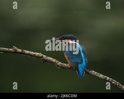 Kingfisher genießen Angeln von einem Barsch, aber oft fliegen zu einem anderen mit einem Fang ! Stockfoto