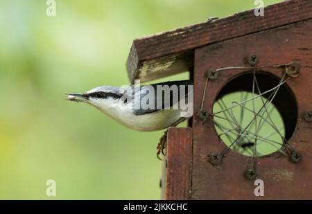 Eine selektive Fokusaufnahme eines eurasischen Nacktnatchvogels am Futterhäuschen Stockfoto