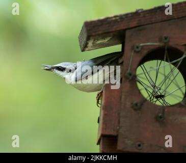 Eine selektive Fokusaufnahme eines eurasischen Nacktnatchvogels am Futterhäuschen Stockfoto