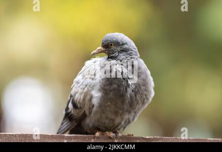 Eine selektive Fokusaufnahme eines Taubenvogels, der auf einer Steinoberfläche thront Stockfoto