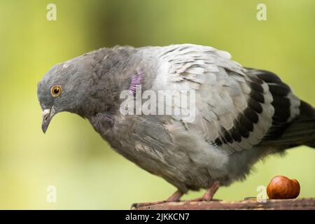 Eine selektive Fokusaufnahme eines Taubenvogels, der auf einem Stück Holz thront Stockfoto