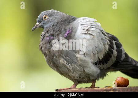 Eine selektive Fokusaufnahme einer Felstaube oder Taube im Park Stockfoto