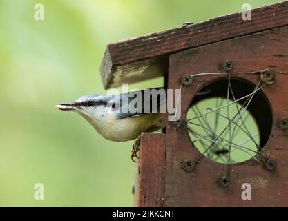 Eine selektive Fokusaufnahme eines eurasischen Nacktnatchvogels am Futterhäuschen Stockfoto