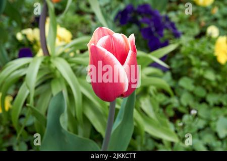 Eine Nahaufnahme einer rosa Gartentupe im Frühjahr Stockfoto