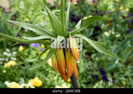 Eine Nahaufnahme eines Kronenkaisers, der im Frühjahr im Garten angebaut wurde Stockfoto