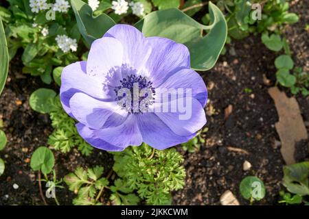 Eine Nahaufnahme einer Mohn-Anemone, die im Frühjahr im Garten angebaut wird Stockfoto