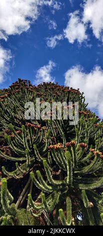 Die Zweige von Araucaria araucana werden auch als Monkey Puzzle Tree gegen einen blauen und bewölkten Himmel bezeichnet Stockfoto