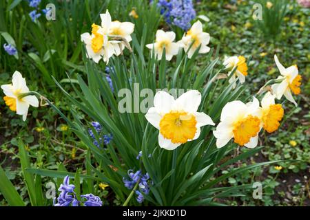 Im Frühling werden im Garten wunderschöne, bunschblütige Narzissen angebaut Stockfoto