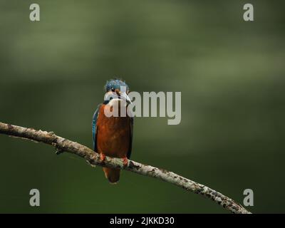 Kingfisher genießen Angeln von einem Barsch, aber oft fliegen zu einem anderen mit einem Fang ! Stockfoto