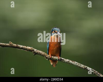 Kingfisher genießen Angeln von einem Barsch, aber oft fliegen zu einem anderen mit einem Fang ! Stockfoto