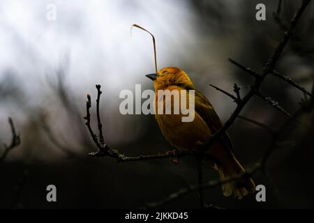 Eine flache Fokusaufnahme eines goldenen Webers aus dem Osten, der auf einem Ast thront Stockfoto