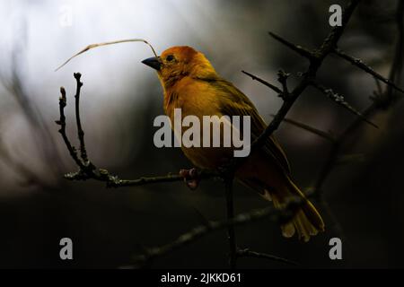 Eine flache Fokusaufnahme eines goldenen Webers aus dem Osten, der auf einem Ast thront Stockfoto