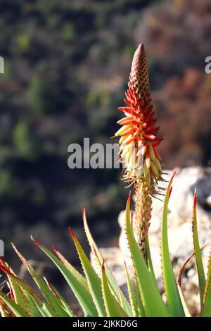 Eine Nahaufnahme einer Candelabra-Aloe, die im Frühjahr im Garten angebaut wurde Stockfoto