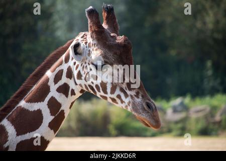 Eine Nahaufnahme einer wunderschönen Giraffe, die auf einen unscharfen Hintergrund im Zoo von Colchester blickt Stockfoto