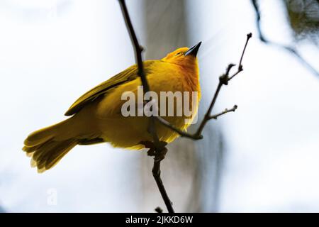 Eine flache Fokusaufnahme eines goldenen Webers aus dem Osten, der auf einem Ast thront Stockfoto