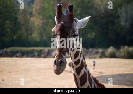 Eine Nahaufnahme einer wunderschönen Giraffe, die auf einen unscharfen Hintergrund im Zoo von Colchester blickt Stockfoto