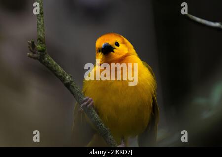 Eine flache Fokusaufnahme eines goldenen Webers aus dem Osten, der auf einem Ast thront Stockfoto