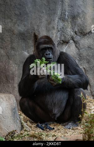 Eine vertikale Aufnahme eines erwachsenen Gorillas, der im Zoo Grün frisst Stockfoto