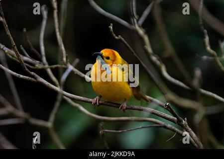 Eine flache Fokusaufnahme eines goldenen Webers aus dem Osten, der auf einem Ast thront Stockfoto