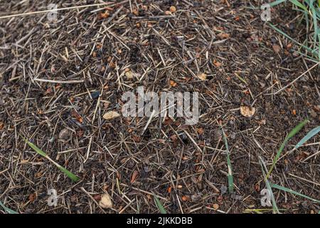 Viele Ameisen aus der Nähe. Eine riesige Armee von Ameisen baut auf dem Feld einen Ameisenhügel. Stockfoto