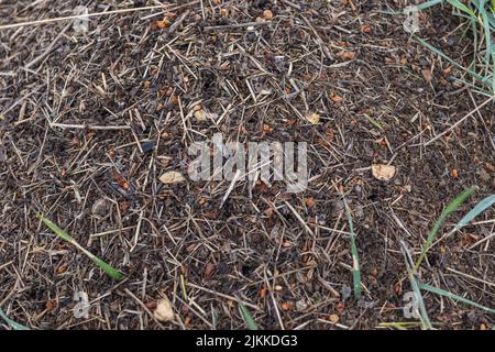 Viele Ameisen aus der Nähe. Eine riesige Armee von Ameisen baut auf dem Feld einen Ameisenhügel. Stockfoto