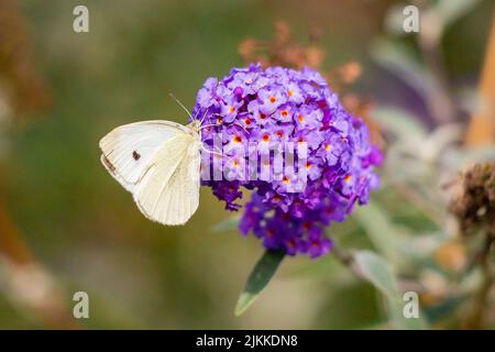 Eine Nahaufnahme eines weißen Schmetterlings auf einer violett blühenden Blume auf einem verschwommenen Hintergrund Stockfoto