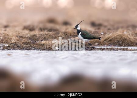 Eine selektive Fokusaufnahme eines nördlichen Kiebes (Vanellus vanellus) am Ufer eines Sees oder eines Teiches Stockfoto