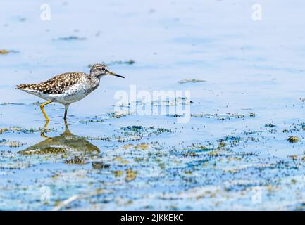 Ein Sandpiper in einem nassen Land Stockfoto