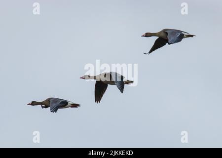 Ein Blick auf drei Großgänse (Anser albifrons), die hoch am Himmel mit ihren ausgebreiteten Flügeln fliegen Stockfoto