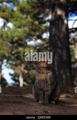 Eine Nahaufnahme einer schönen Katze, die an einem sonnigen Tag mit unscharfem Hintergrund auf dem Boden im Park sitzt Stockfoto