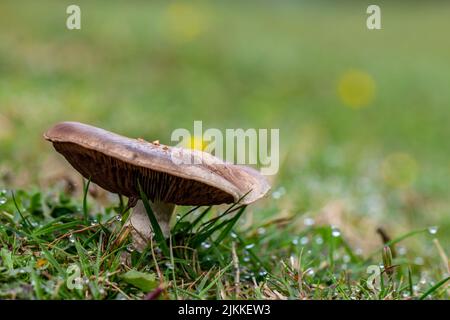 Nahaufnahme eines Pilzes im Gras mit Regentropfen auf einer Wiese Stockfoto