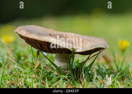 Nahaufnahme eines Pilzes im Gras mit Regentropfen auf einer Wiese Stockfoto