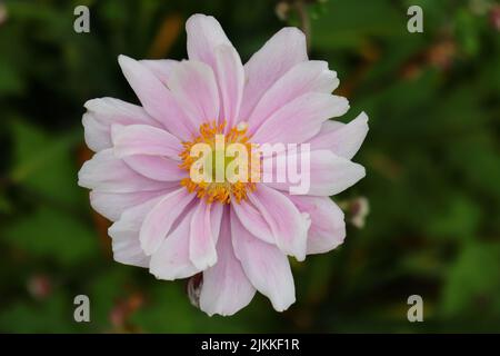 Eine Nahaufnahme einer rosa weißen japanischen Anemone. Eriocapitella hupehensis. Stockfoto