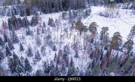 Eine schöne Luftlandschaftsansicht eines verschneiten dichten Tannenwaldes bei Tageslicht Stockfoto