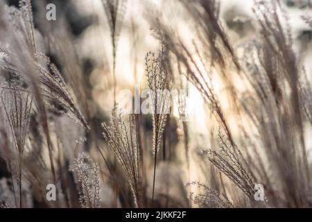 Eine Nahaufnahme von chinesischem Silbergras (Miscanthus sinensis), das leicht vom Wind winkt Stockfoto