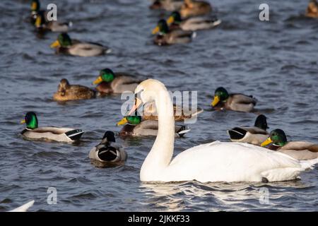 Eine schöne Aufnahme eines stummen Schwans, der im ruhigen Wasser schwimmend mit einer kleinen Herde Enten im hellen Sonnenlicht Stockfoto