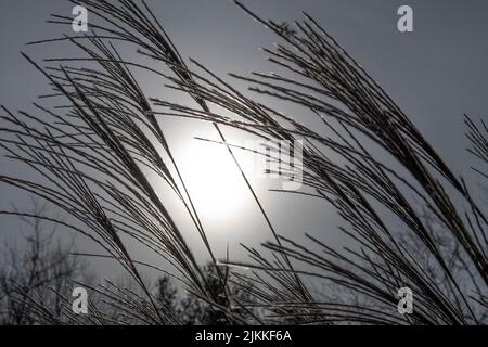 Eine Nahaufnahme von chinesischem Silbergras (Miscanthus sinensis), das durch Sonnenlicht unter dem grauen Himmel beleuchtet wird Stockfoto