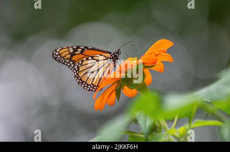 Eine selektive Fokusaufnahme eines Monarchschmetterlings, der auf einer Blume thront Stockfoto